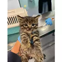Foto dell\'animale gatto - Matr. 2024/1913 - Microchip 380260170343304