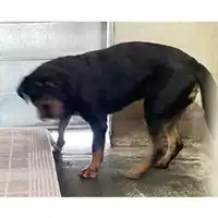 Foto dell\'animale cane - Matr. 2024/1914 - Microchip 380260002514042