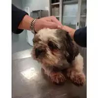 Foto dell\'animale cane - Matr. 2022/1415 - Microchip 380260101461057