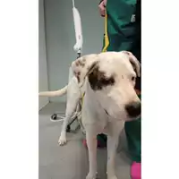 Foto dell\'animale cane - Matr. 2024/1915 - Microchip 380260170343316