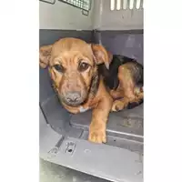 Foto dell\'animale cane - Matr. 2024/1918 - Microchip 380260170343166