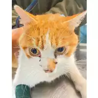Foto dell\'animale gatto - Matr. 2024/1919 - Microchip 380260170343315