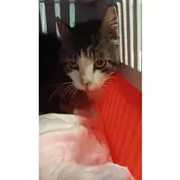 Foto dell\'animale gatto - Matr. 2024/1921 - Microchip 380260170343305