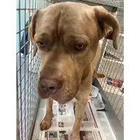 Foto dell\'animale cane - Matr. 2021/0832 - Microchip 380260101051835