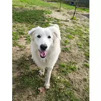Foto dell\'animale cane - Matr. 2024/1922 - Microchip 380260170343303