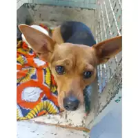 Foto dell\'animale cane - Matr. 2024/1925 - Microchip 250268743729437