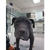 Foto dell\'animale cane - Matr. 2024/1926 - Microchip 380260170343112