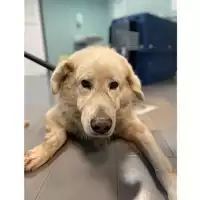 Foto dell\'animale cane - Matr. 2024/1928 - Microchip 380260101668470