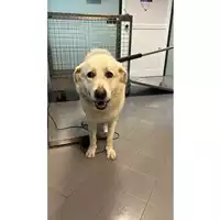 Foto dell\'animale cane - Matr. 2024/1929 - Microchip 380260101652222
