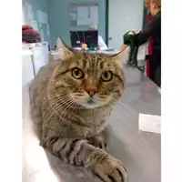 Foto dell\'animale gatto - Matr. 2024/1931 - Microchip 380260170343118