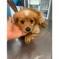 Foto dell\'animale cane - Matr. 2021/0833 - Microchip 380260044278709