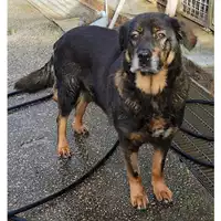 Foto dell\'animale cane - Matr. 2024/1932 - Microchip 380260170343246