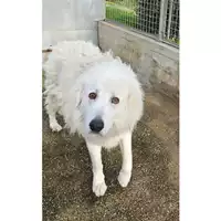 Foto dell\'animale cane - Matr. 2024/1933 - Microchip 380260040930847