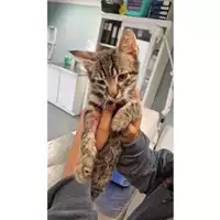 Foto dell\'animale gatto - Matr. 2024/1934 - Microchip 380260170343323