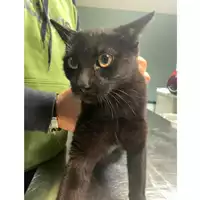 Foto dell\'animale gatto - Matr. 2024/1937 - Microchip 380260170343320
