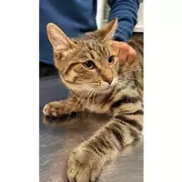 Foto dell\'animale gatto - Matr. 2024/1936 - Microchip 380260170343322