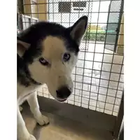 Foto dell\'animale cane - Matr. 2024/1940 - Microchip 380260043846910