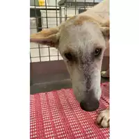 Foto dell\'animale cane - Matr. 2024/1941 - Microchip 380260170343333