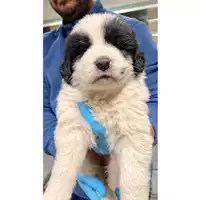 Foto dell\'animale cane - Matr. 2024/1946 - Microchip 380260170343326