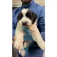 Foto dell\'animale cane - Matr. 2024/1947 - Microchip 380260170343332