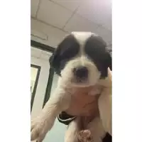 Foto dell\'animale cane - Matr. 2024/1950 - Microchip 380260170343329