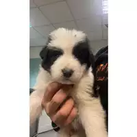 Foto dell\'animale cane - Matr. 2024/1952 - Microchip 380260170343336