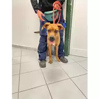 Foto dell\'animale cane - Matr. 2024/1046 - Microchip 380260044997958