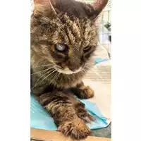 Foto dell\'animale gatto - Matr. 2024/1953 - Microchip 380260170343327