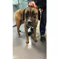 Foto dell\'animale cane - Matr. 2024/1957 - Microchip 380260170343339