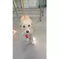 Foto dell\'animale cane - Matr. 2024/1956 - Microchip 380260170343328