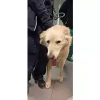Foto dell\'animale cane - Matr. 2024/1958 - Microchip 380260170343335