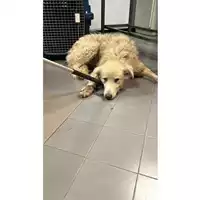 Foto dell\'animale cane - Matr. 2024/1960 - Microchip 380260170343507