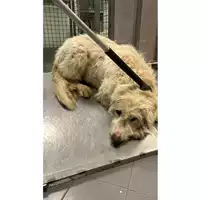 Foto dell\'animale cane - Matr. 2024/1961 - Microchip 380260170343087