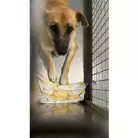 Foto dell\'animale cane - Matr. 2024/1963 - Microchip 380260100730634