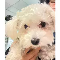 Foto dell\'animale cane - Matr. 2024/1965 - Microchip 380260170343069