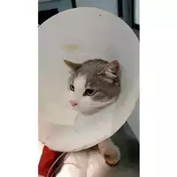 Foto dell\'animale gatto - Matr. 2024/1966 - Microchip 380260170343070