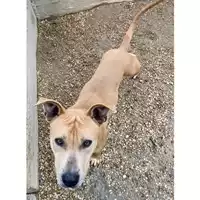 Foto dell\'animale cane - Matr. 2024/1967 - Microchip 380260170343061