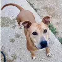 Foto dell\'animale cane - Matr. 2024/1967 - Microchip 380260170343061