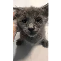 Foto dell\'animale gatto - Matr. 2021/0839 - Microchip 380260044541874