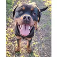 Foto dell\'animale cane - Matr. 2024/1753 - Microchip 380260102721406