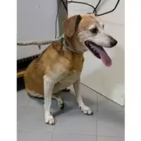 Foto dell\'animale cane - Matr. 2024/1972 - Microchip 380260044253567