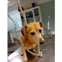 Foto dell\'animale cane - Matr. 2024/1971 - Microchip 380260004924610