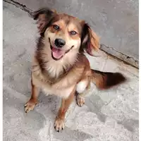 Foto dell\'animale cane - Matr. 2022/2073 - Microchip 380260044731437