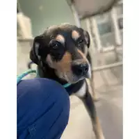 Foto dell\'animale cane - Matr. 2022/1328 - Microchip 380260044579565