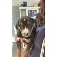 Foto dell\'animale cane - Matr. 2024/1978 - Microchip 380260170343007