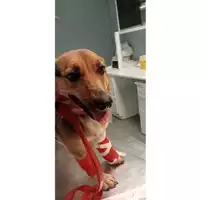 Foto dell\'animale cane - Matr. 2024/1983 - Microchip 380260170343004