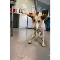 Foto dell\'animale cane - Matr. 2024/1986 - Microchip 380260170343003