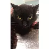 Foto dell\'animale gatto - Matr. 2024/1991 - Microchip 380260170343009