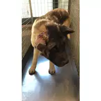 Foto dell\'animale cane - Matr. 2024/1993 - Microchip 380260170343006