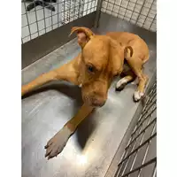 Foto dell\'animale cane - Matr. 2024/1998 - Microchip 380260170343072